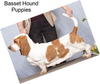 Basset Hound Puppies