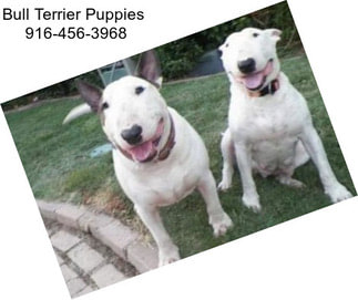 Bull Terrier Puppies  916-456-3968