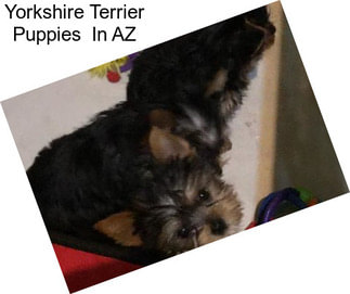 Yorkshire Terrier Puppies  In AZ