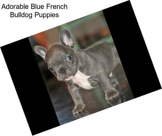 Adorable Blue French Bulldog Puppies