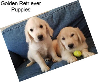 Golden Retriever Puppies