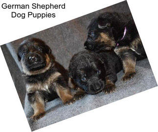 German Shepherd Dog Puppies