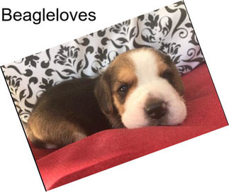 Beagleloves