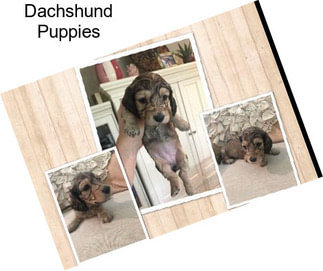 Dachshund Puppies