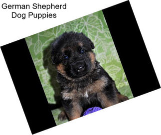 German Shepherd Dog Puppies