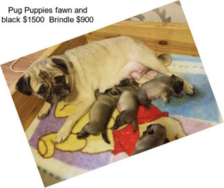 Pug Puppies fawn and black $1500  Brindle $900