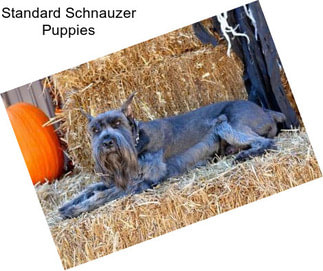 Standard Schnauzer Puppies