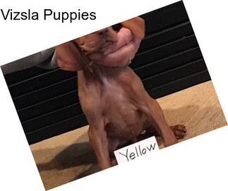 Vizsla Puppies