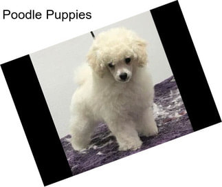 Poodle Puppies