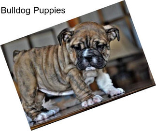 Bulldog Puppies