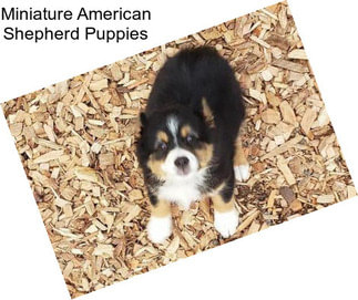 Miniature American Shepherd Puppies