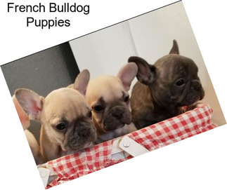 French Bulldog Puppies