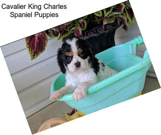 Cavalier King Charles Spaniel Puppies