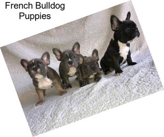 French Bulldog Puppies