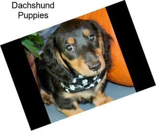 Dachshund Puppies