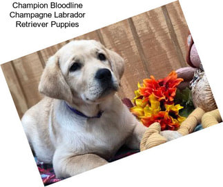 Champion Bloodline Champagne Labrador Retriever Puppies