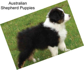 Australian Shepherd Puppies