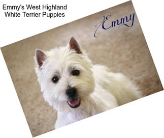 Emmy\'s West Highland White Terrier Puppies