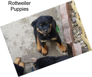 Rottweiler Puppies