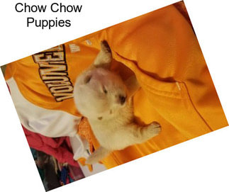 Chow Chow Puppies