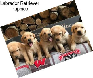 Labrador Retriever Puppies