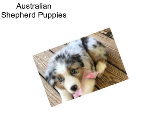 Australian Shepherd Puppies