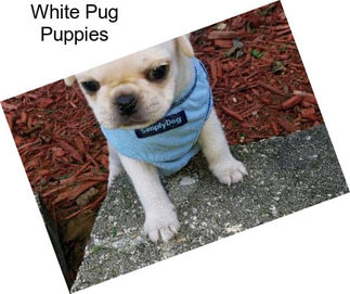 White Pug Puppies