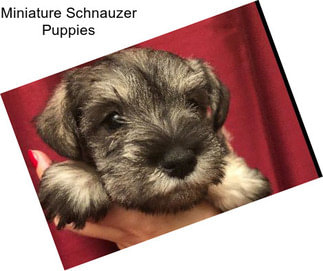 Miniature Schnauzer Puppies