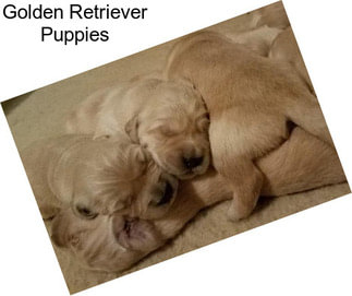 Golden Retriever Puppies