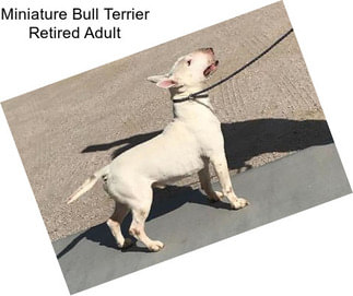 Miniature Bull Terrier Retired Adult