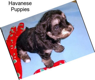 Havanese Puppies