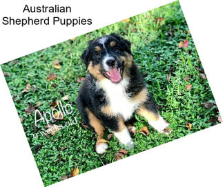 Australian Shepherd Puppies