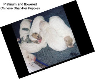 Platinum and flowered Chinese Shar-Pei Puppies