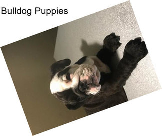 Bulldog Puppies