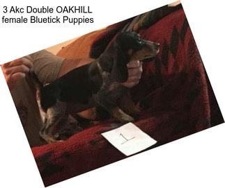 3 Akc Double OAKHILL female Bluetick Puppies