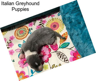 Italian Greyhound Puppies