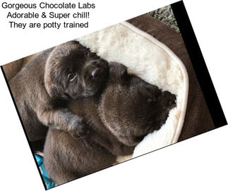 Gorgeous Chocolate Labs Adorable & Super chill! They are potty trained