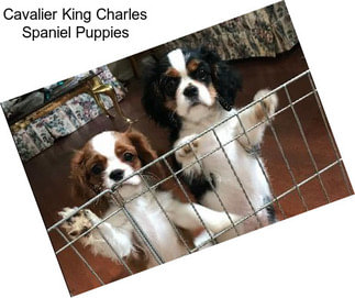 Cavalier King Charles Spaniel Puppies