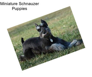 Miniature Schnauzer Puppies