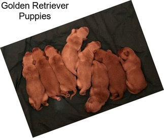 Golden Retriever Puppies