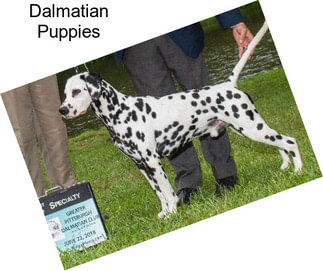 Dalmatian Puppies