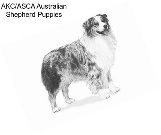 AKC/ASCA Australian Shepherd Puppies