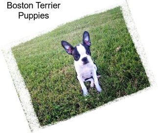 Boston Terrier Puppies