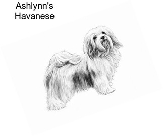 Ashlynn\'s Havanese