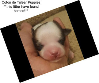 Coton de Tulear Puppies **this litter have found homes!**