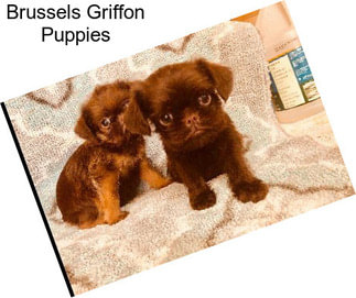 Brussels Griffon Puppies