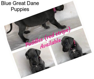 Blue Great Dane Puppies