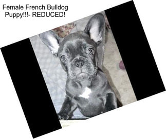 Female French Bulldog Puppy!!!- REDUCED!