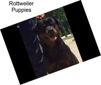 Rottweiler Puppies