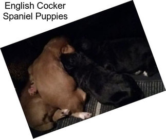 English Cocker Spaniel Puppies